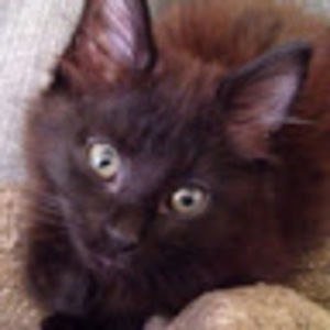 Meet your Posher, Russ